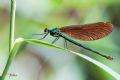 Calopteryx virgo